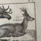 18th century engraving of deer, doe, Buffon, Bonnaterre, Natural History