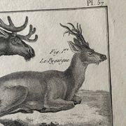 Gravure XVIIIe cerf, biche, Buffon, Bonnaterre, Histoire naturelle