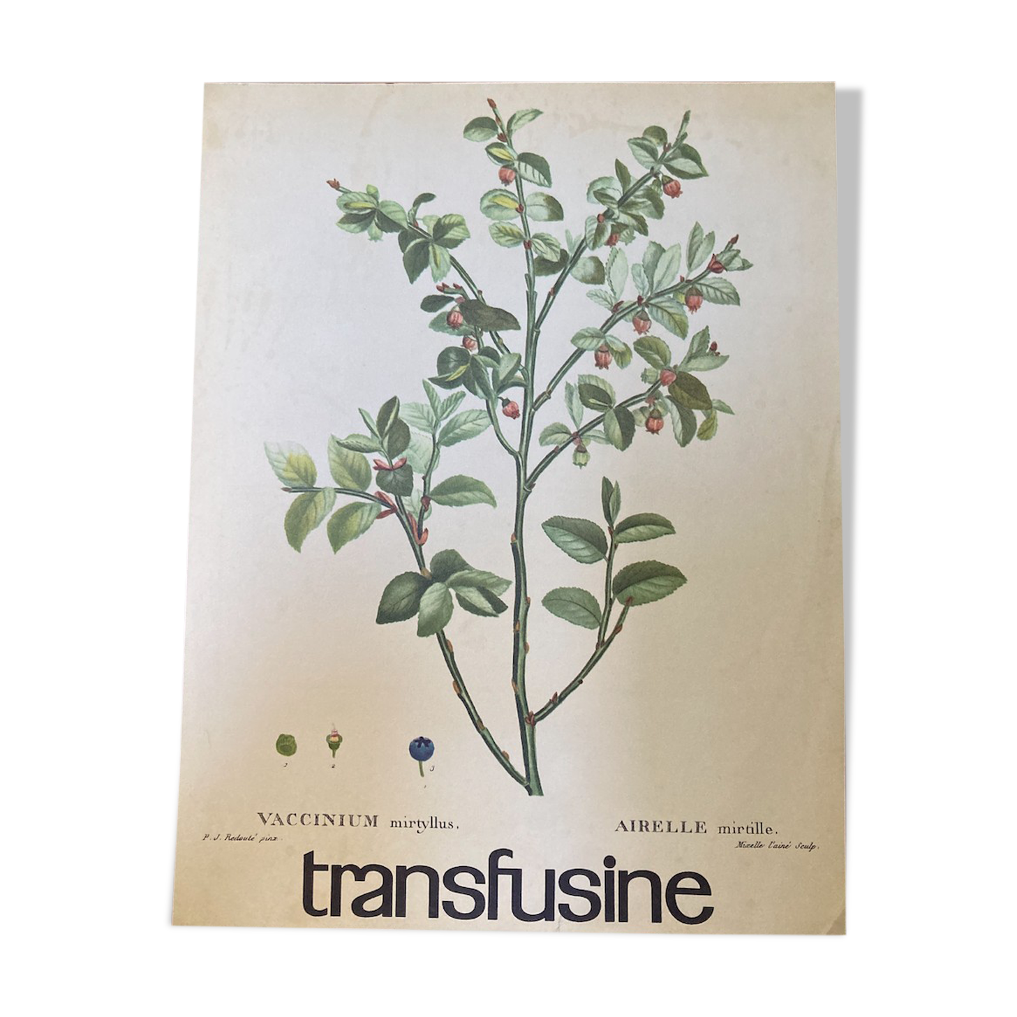 Blueberry botanical poster