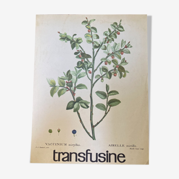 Blueberry botanical poster