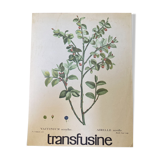 Affiche botanique Myrtille