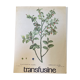 Blueberry botanical poster