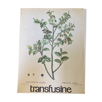 Blueberry botanical poster