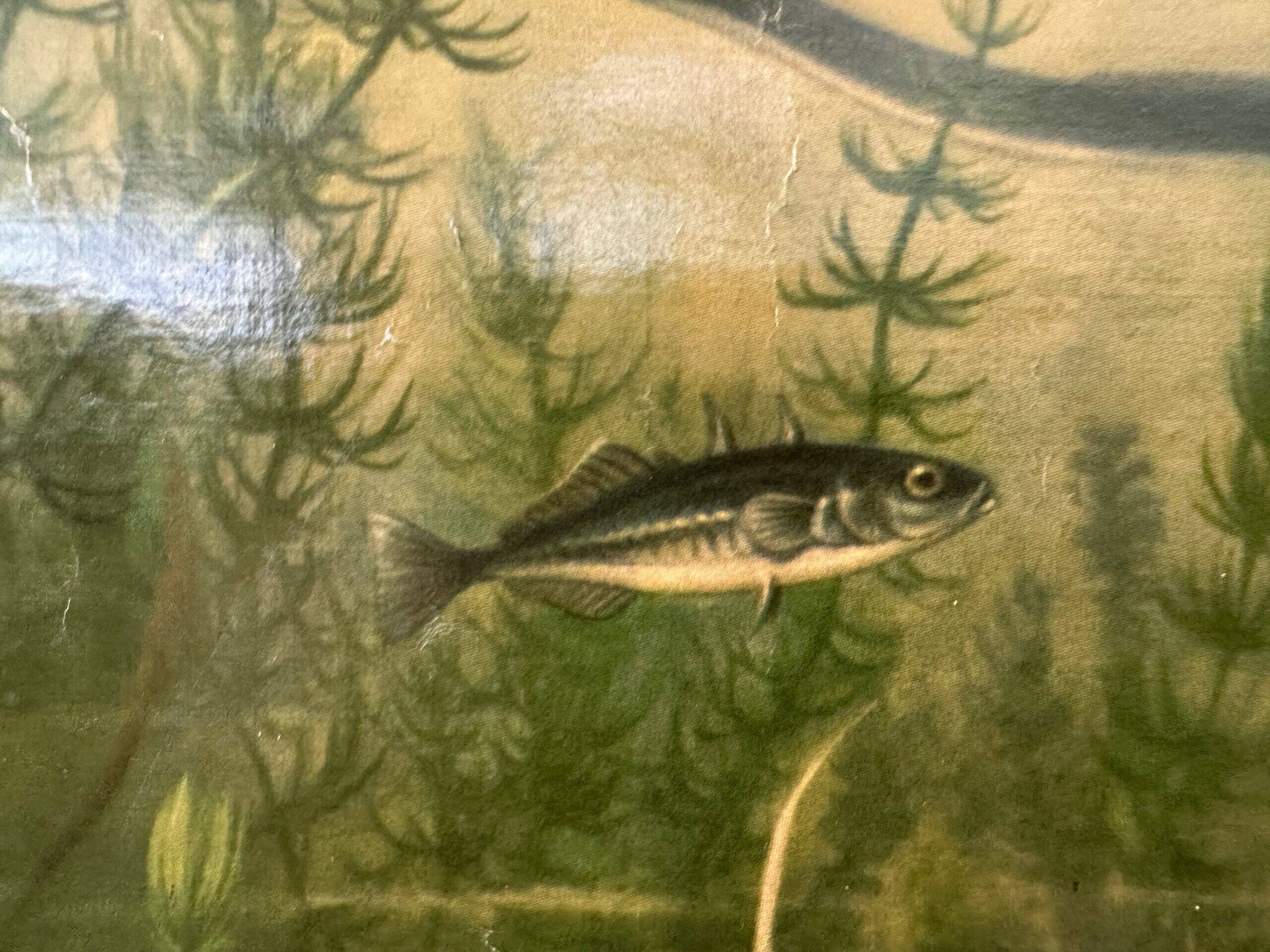 Affiche scolaire en lin vintage – Poissons d'eau douce
