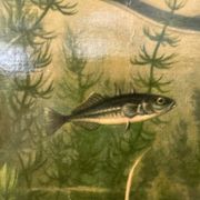 Affiche scolaire en lin vintage – Poissons d'eau douce
