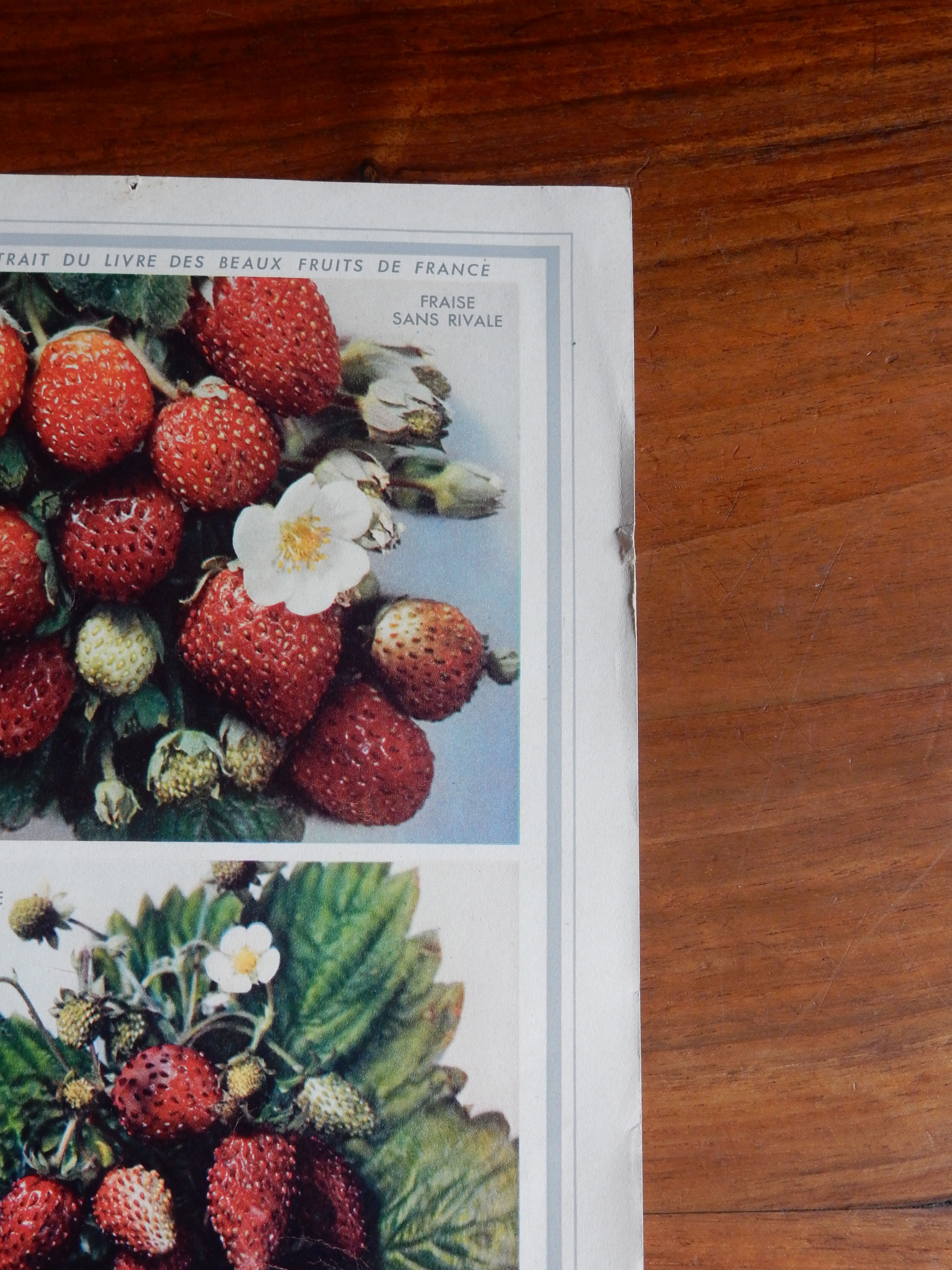 Botanical poster on strawberries 1947 Delbard