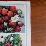 Botanical poster on strawberries 1947 Delbard