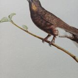Zoological poster depicting two hummingbirds