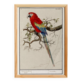 Small poster about the Parrot, after an old engraving from 1610.