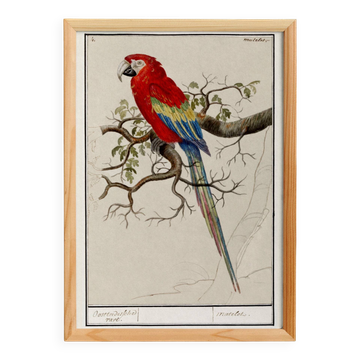 Small poster about the Parrot, after an old engraving from 1610.
