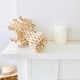Shell candle holder