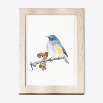 Fine art print of the watercolor "The Red-sided Nightingale"