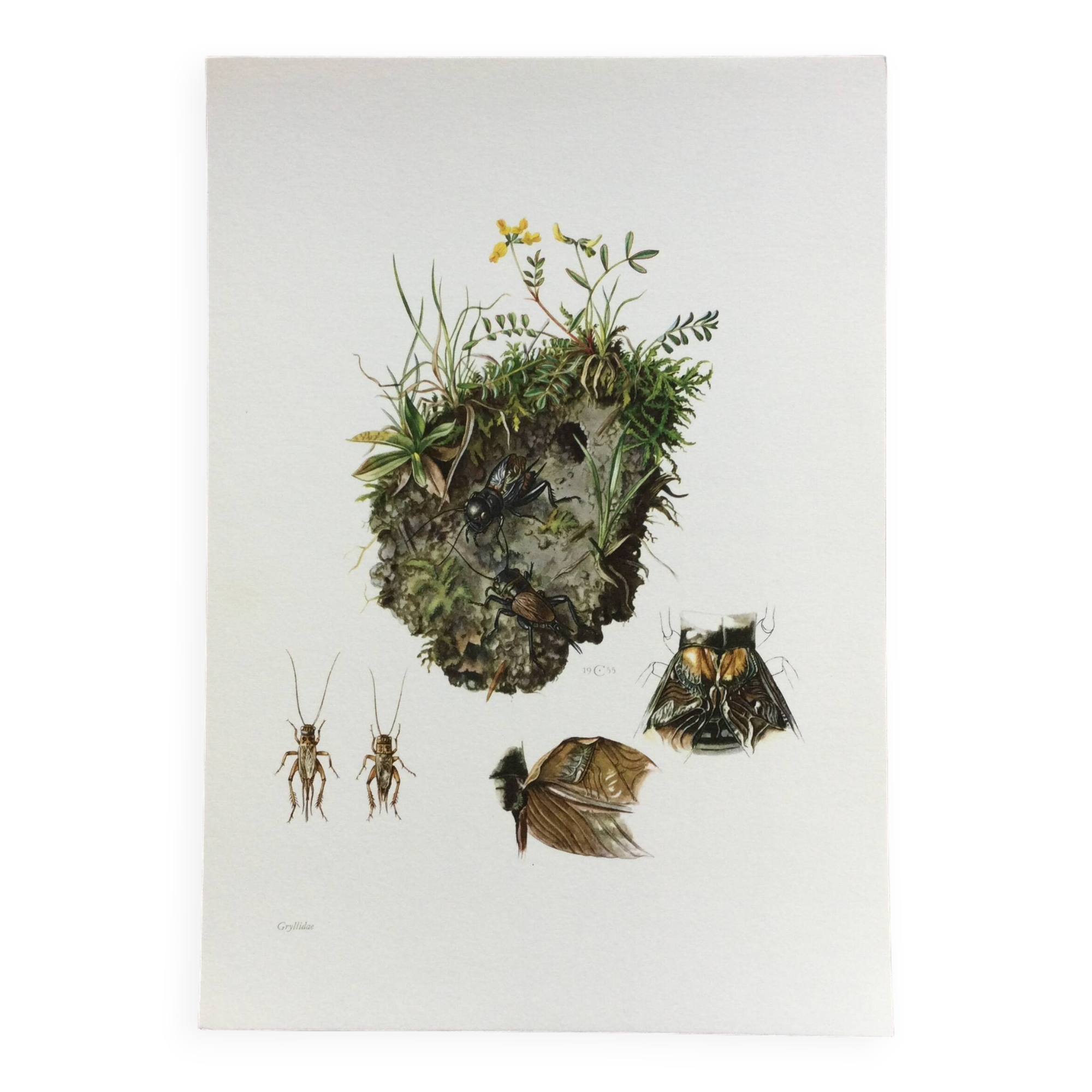 Antique illustration "insects", 1960s