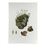 Illustration ancienne "insectes", années 60