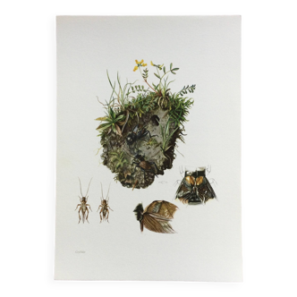 Illustration ancienne "insectes", années 60