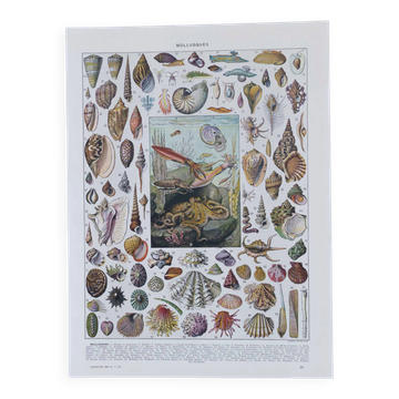 Voyage au cœur des Mollusques, planche illustrée et techniques ancestrales