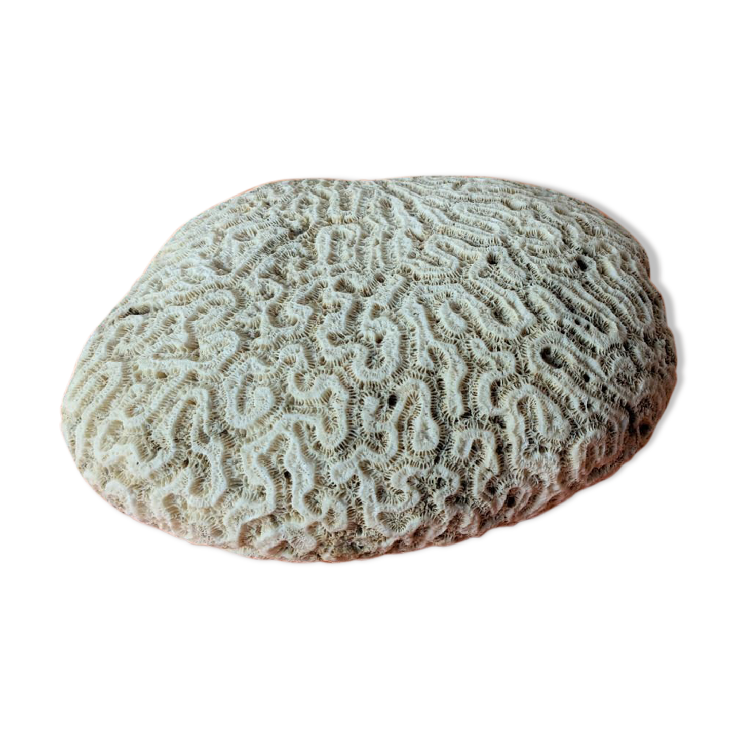 Coral seashell brain