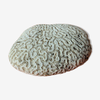 Coral seashell brain