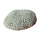 Coral seashell brain