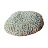 Coral seashell brain