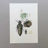 Antique illustration of insects, vintage print from the 60s