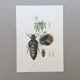 Illustration ancienne Insectes, impression vintage années 60