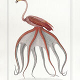 Chimera lithograph animal engraving - the pink flamoulpe