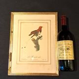 Three Tropical Bird Prints by Barraband