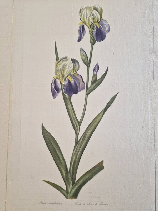 La Roche Laffitte (Born in 1943) - Watercolour drawing on silk - Iris