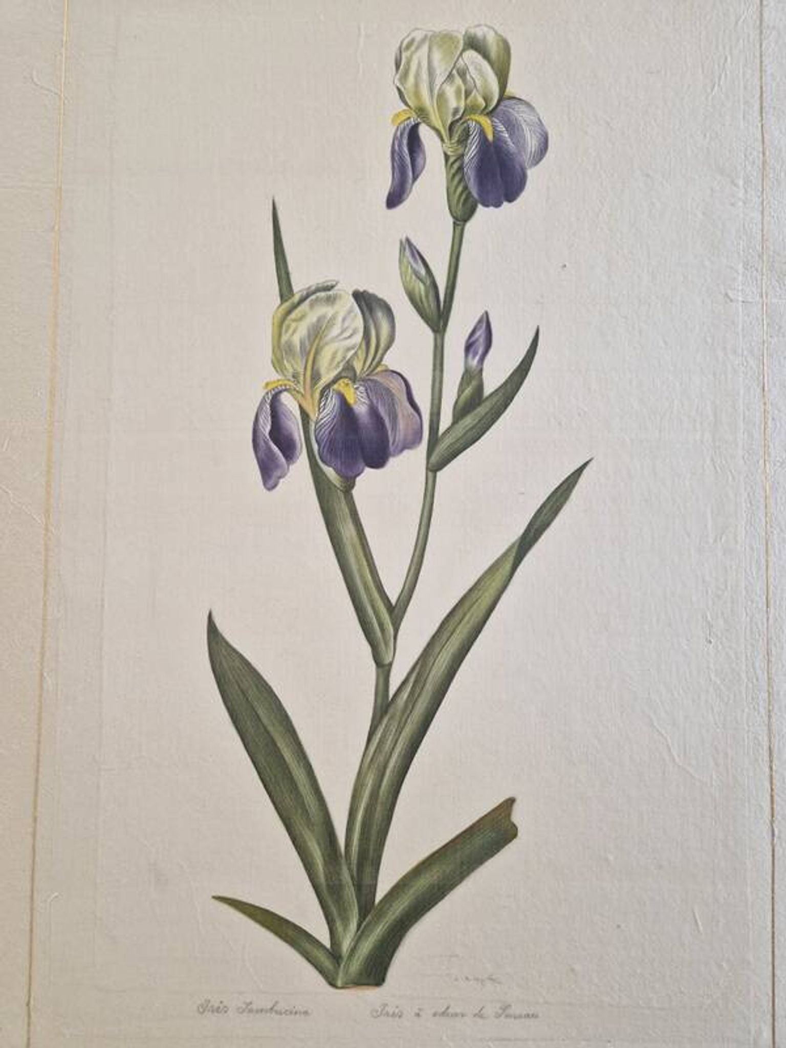 Dessin à l'aquarelle sur soie - Iris - La Roche Laffitte (Né en 1943)