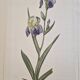 La Roche Laffitte (Born in 1943) - Watercolour drawing on silk - Iris