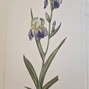 Dessin à l'aquarelle sur soie - Iris - La Roche Laffitte (Né en 1943)