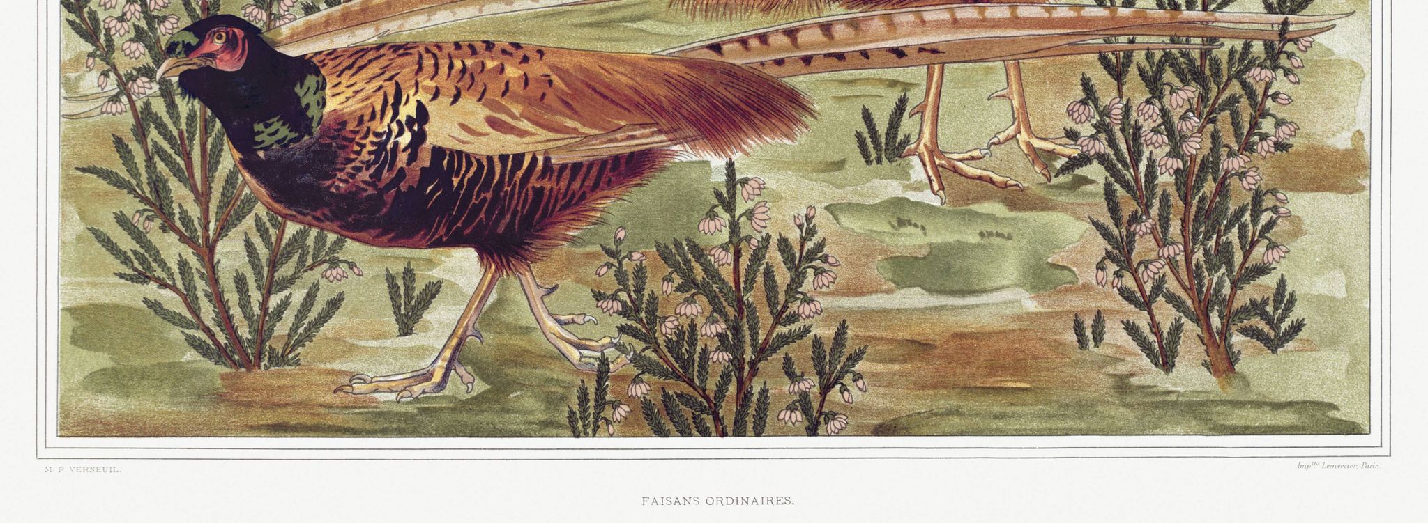Poster “Ordinary Pheasants”, after an Art Nouveau lithograph from 1897