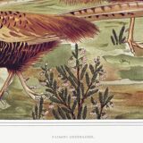 Poster “Ordinary Pheasants”, after an Art Nouveau lithograph from 1897