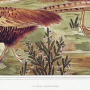 Poster “Ordinary Pheasants”, after an Art Nouveau lithograph from 1897