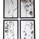Framed old herbariums, set of 4