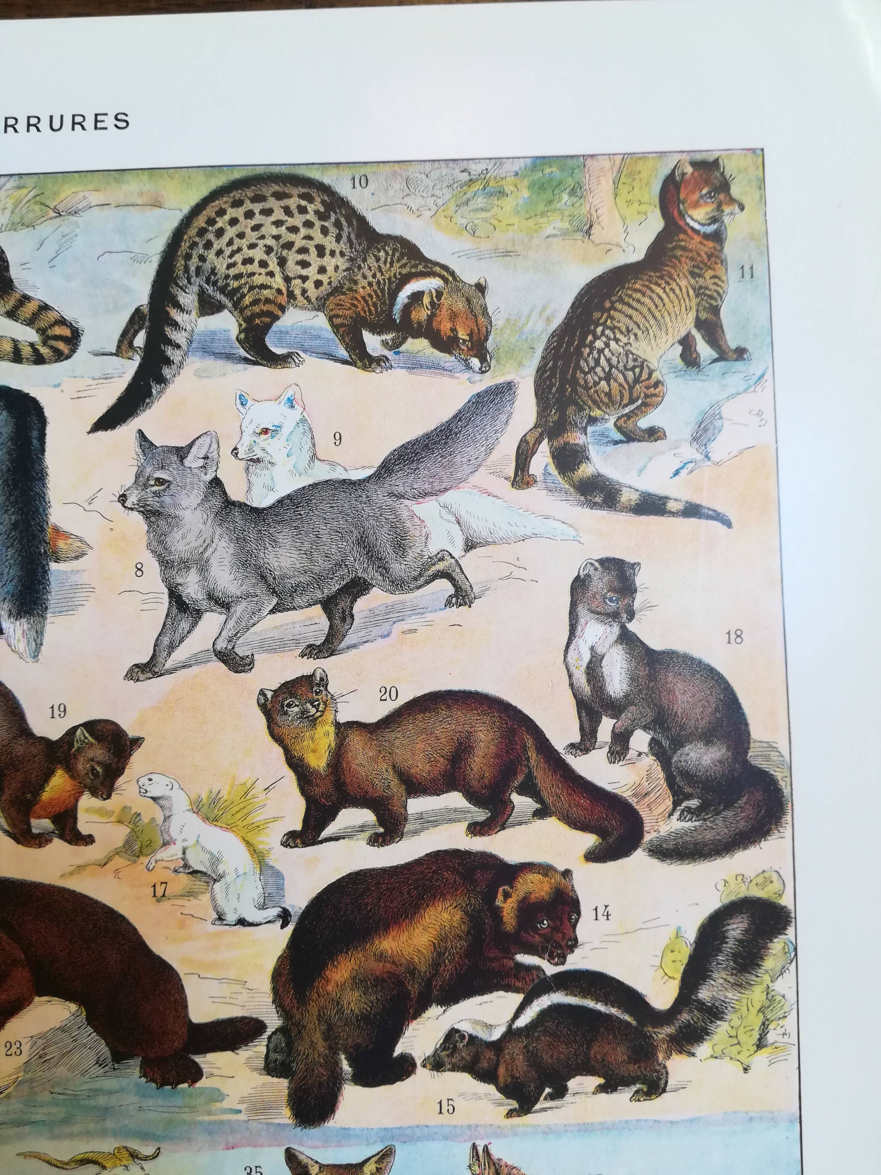 Lithograph on furbearing animals from 1928