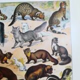 Lithograph on furbearing animals from 1928