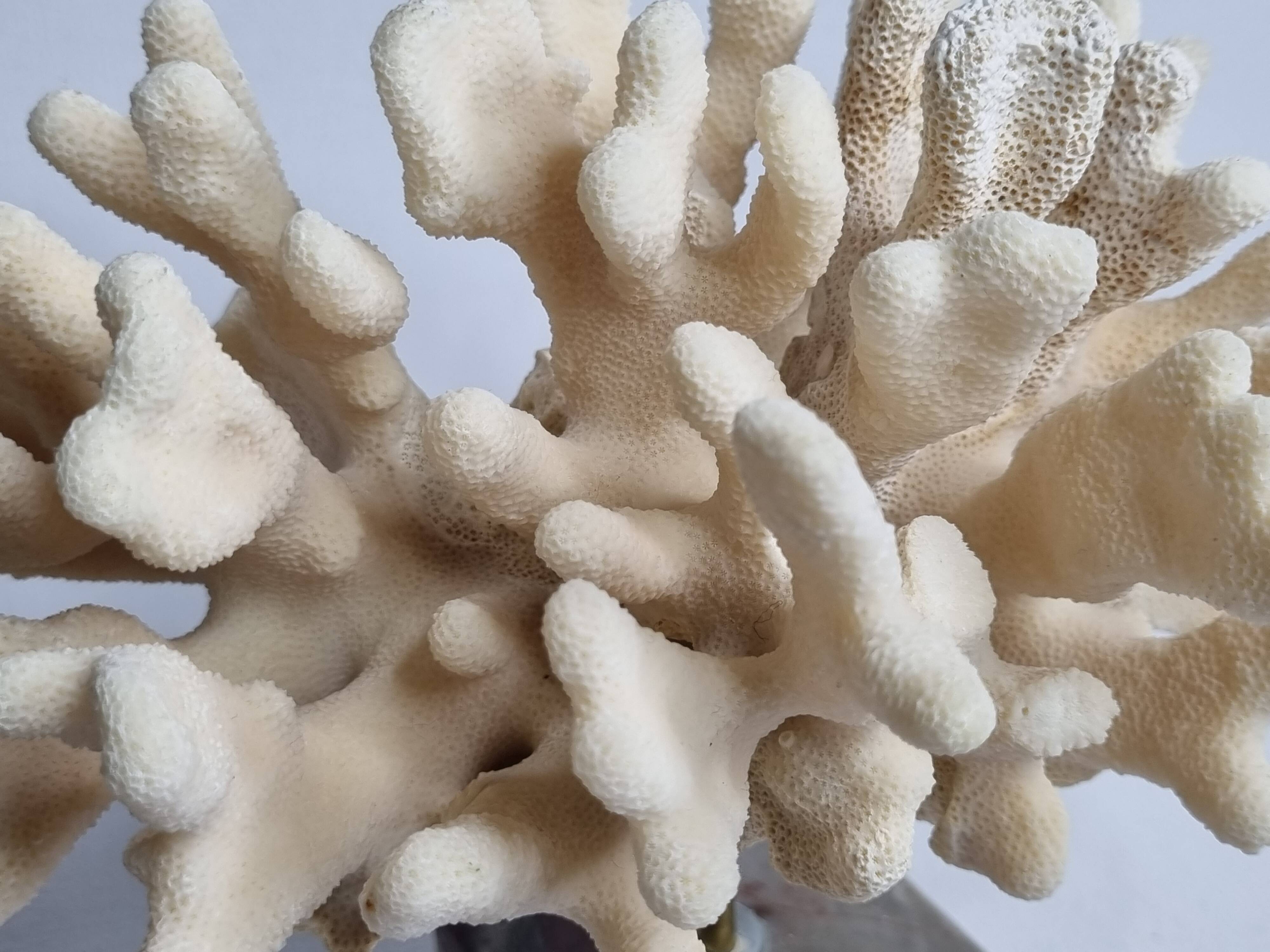 Antique White Coral on Marble Base, Height 18 cm