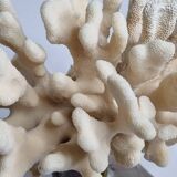 Antique White Coral on Marble Base, Height 18 cm