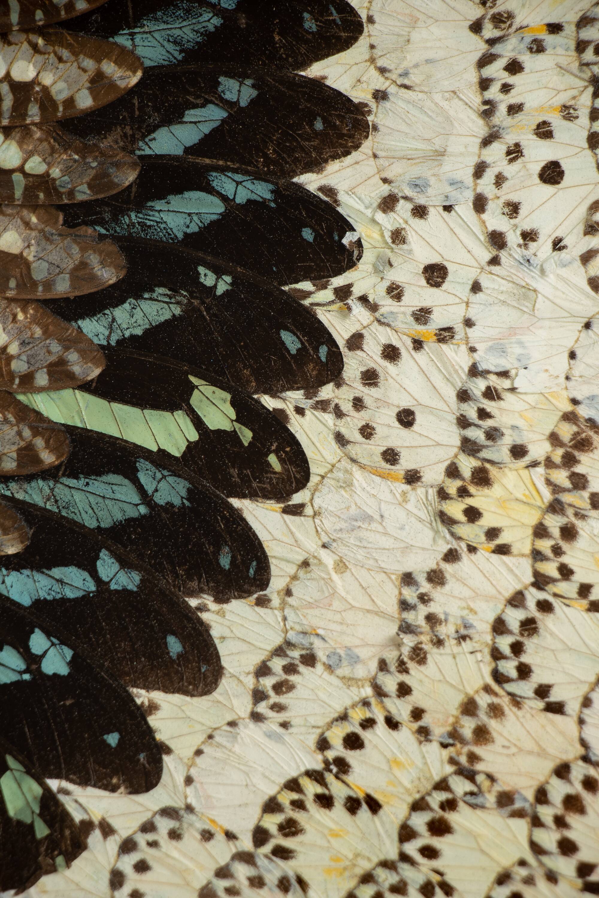 collage in XXL butterfly wings