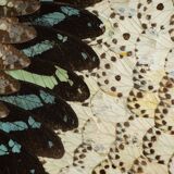 collage in XXL butterfly wings