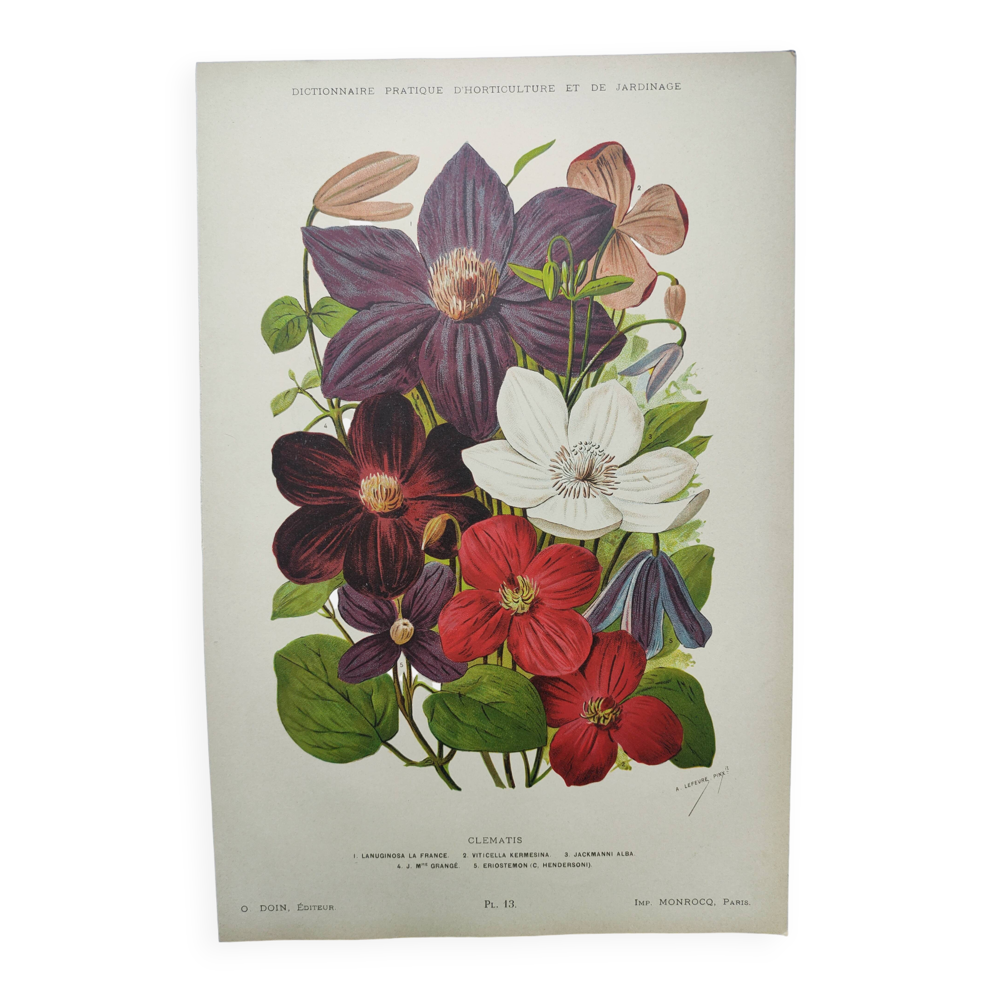 1897 Engraving - Clematis - Original Botanical Plate. Old Flower Lithograph by Lefevre