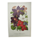1897 Engraving - Clematis - Original Botanical Plate. Old Flower Lithograph by Lefevre
