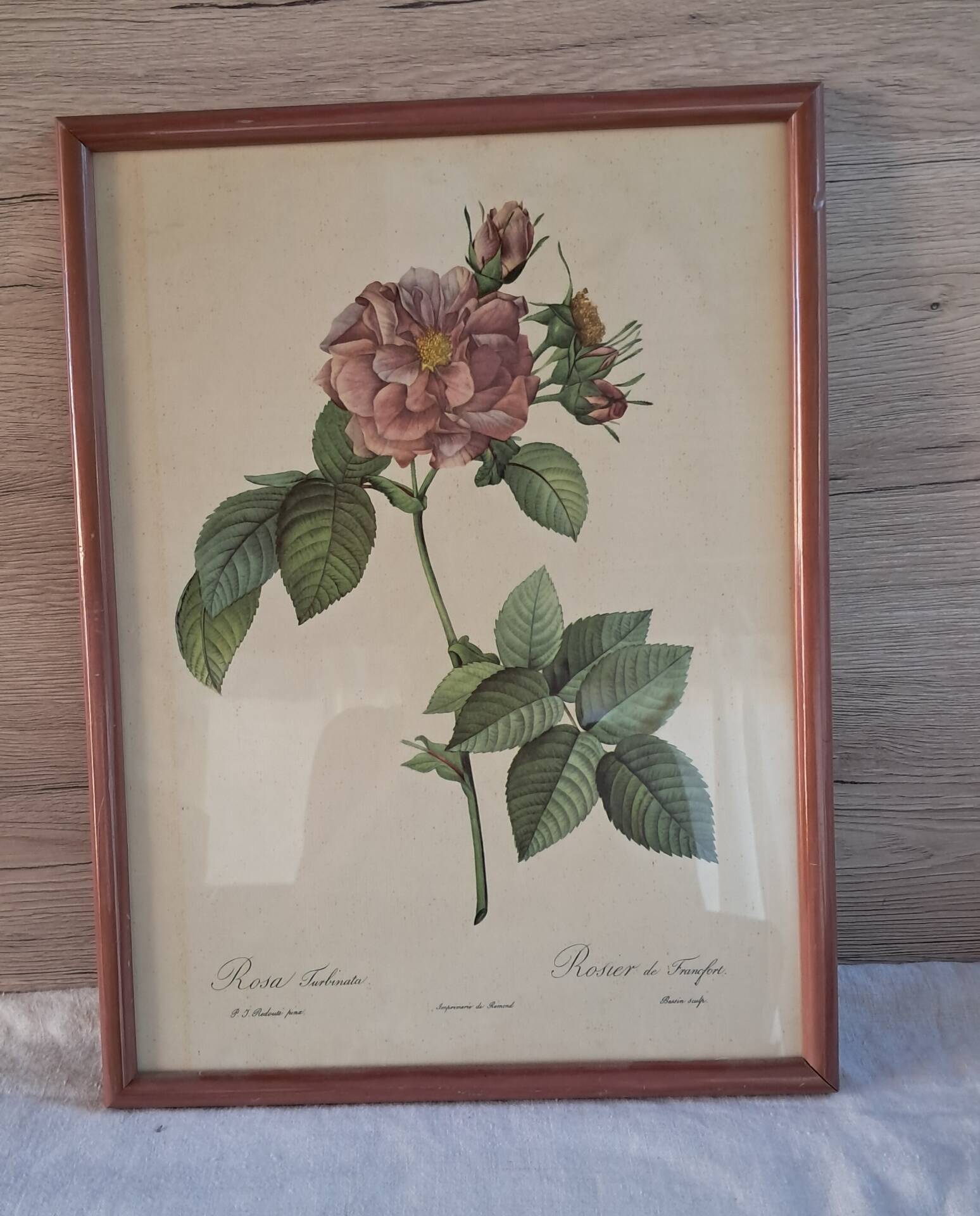 Botanical engraving Rosa Turbinata after Redouté — Vintage wooden frame