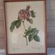 Botanical engraving Rosa Turbinata after Redouté — Vintage wooden frame