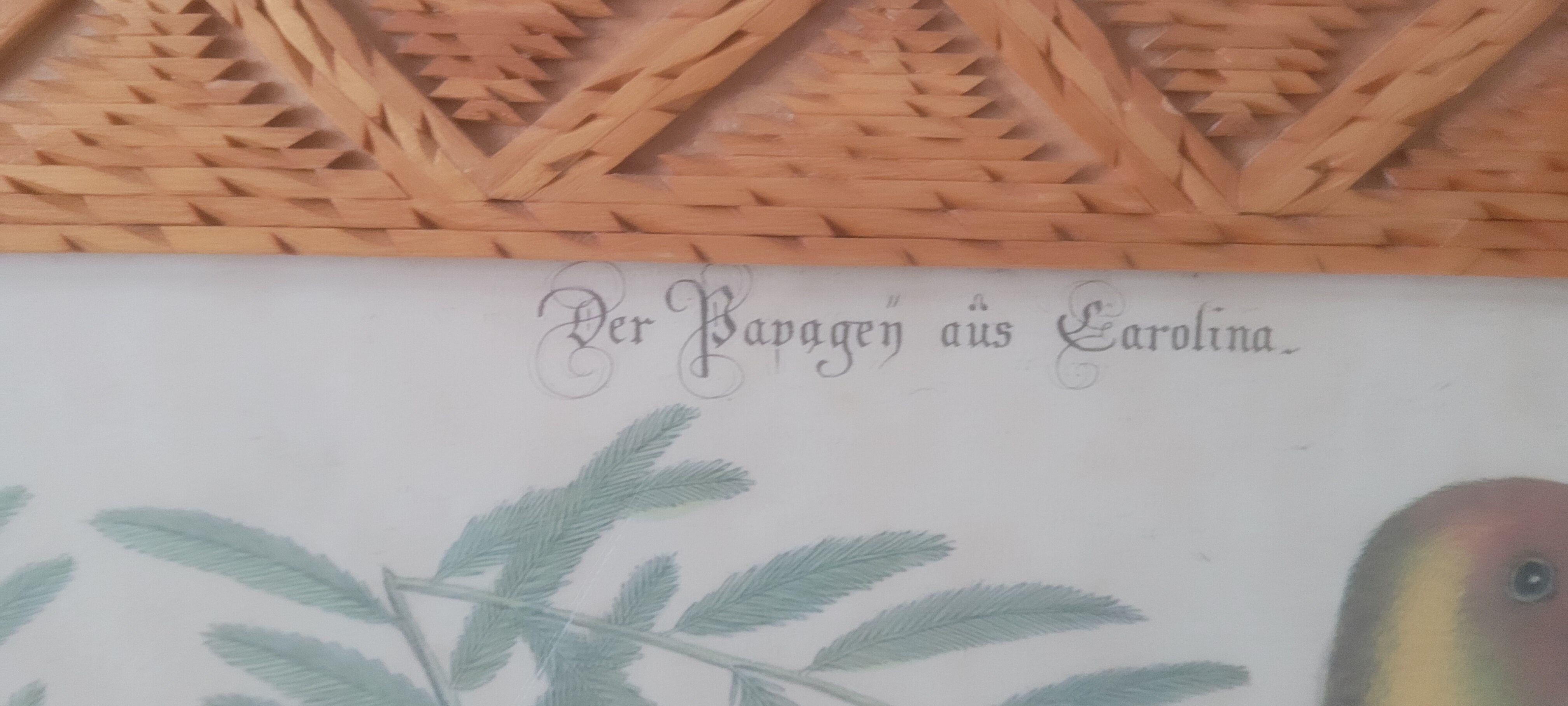 Botanical illustration Carolina parrot carved wooden frame