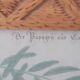 Botanical illustration Carolina parrot carved wooden frame