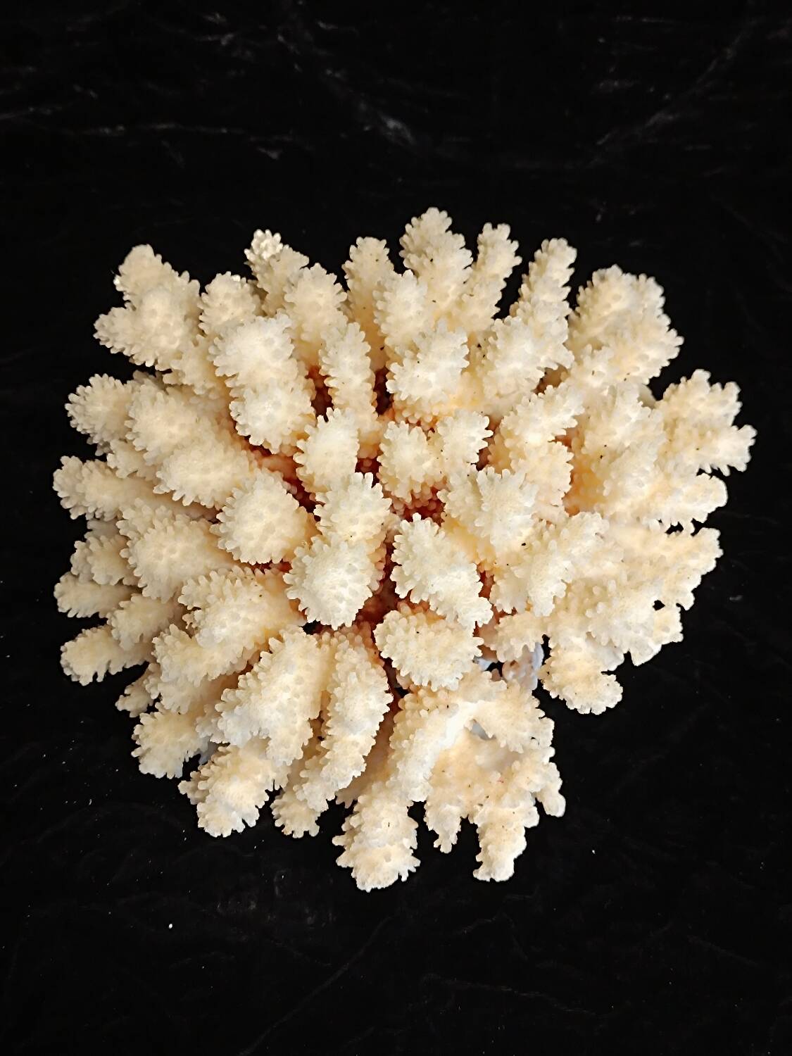 Ancient Coral