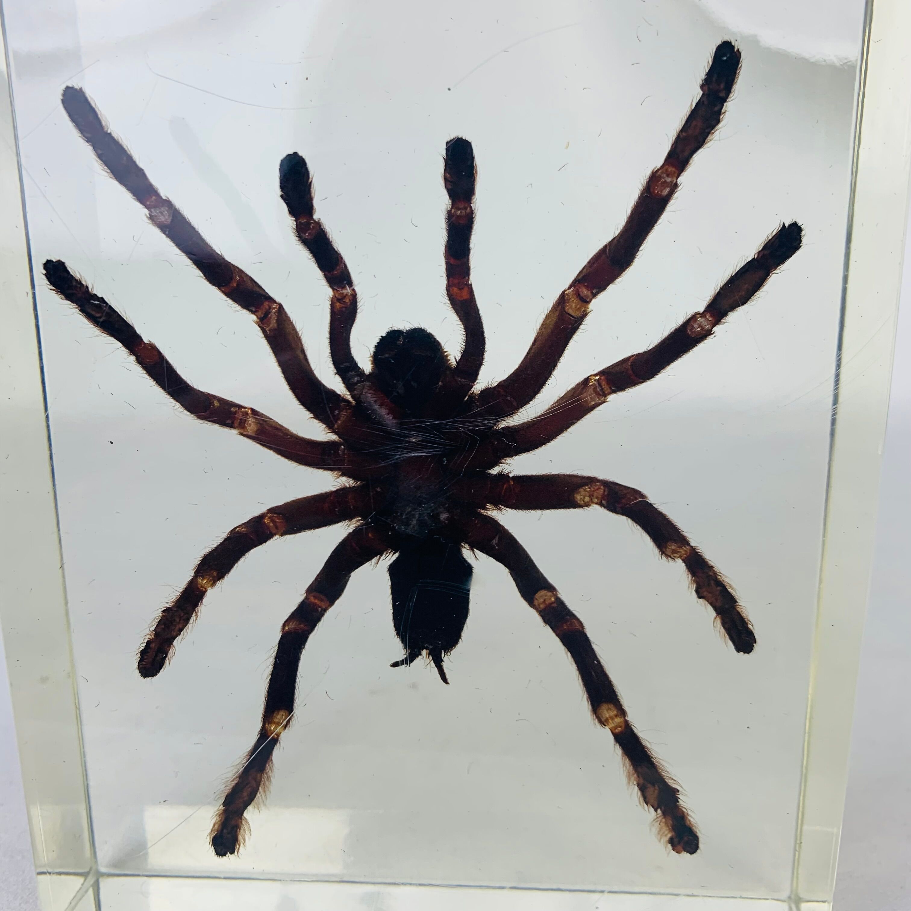 Spider tarantula resin insect object of curiosity